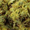 Fleur CBD Mimosa Indoor 23% Hybride | Citronnée & Florale | 321CBD