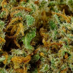 CBD-Blüte Caramel Candy Indoor 15 % | Karamell & Kaffee | 321CBD