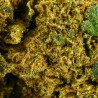 Ringo's Gift CBD Flower Indoor 24.7% | The Star | 321CBD