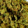 Fleur CBD Honey Cream Indoor 21 % | Miel & Crémeux | 321CBD