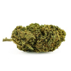 CBD-Blüte Nina Limone Outdoor 9,3 % | Zitrone & Skunk | 321CBD