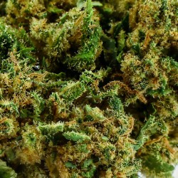 Fleur CBD Cannabomb Indoor 23 % | Terreux & Ananas | 321CBD
