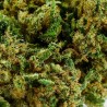 Fleur CBD Cannabomb Indoor 23 % | Terreux & Ananas | 321CBD