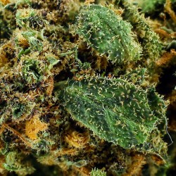 Fleur CBD Blue Gelato Indoor 20 % | Myrtille & Agrumes | 321CBD