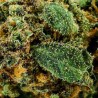 Fleur CBD Blue Gelato Indoor 20 % | Myrtille & Agrumes | 321CBD