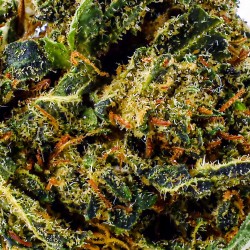 CBD-Blüte Royal OG Small Bud 15-19 % | Indica | 321CBD