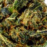 CBD-Blüte Royal OG Small Bud 15-19 % | Indica | 321CBD