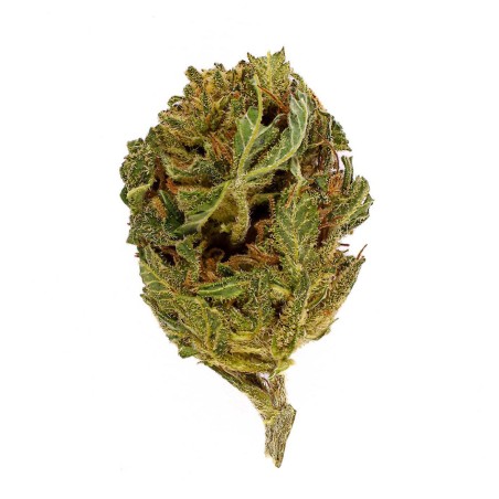 CBD-Blüte Critical Small Bud 12-16 % | Indica | 321CBD