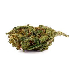CBD-Blüte Critical Small Bud 12-16 % | Indica | 321CBD