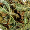 Fleur CBD Critical Small Bud 12-16 % | Indica | 321CBD