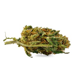 CBD-Blüte Lifter Small Bud 14-18 % | Sativa | 321CBD