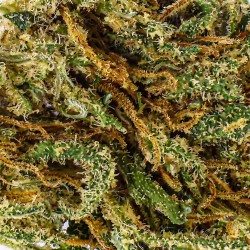Fleur CBD Lifter Small Bud 14-18 % | Sativa | 321CBD