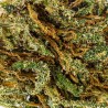 CBD-Blüte Lifter Small Bud 14-18 % | Sativa | 321CBD