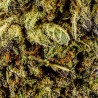 Fleur CBD Bouba Kush Small Bud 16-20 % | Indica | 321CBD