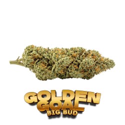 Hydroponic CBD Flower Golden Goal Big Bud