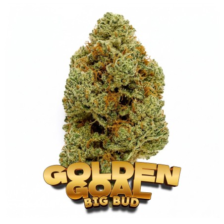 Golden Goal Big Bud, fleur CBD 22 % en édition limitée Coupe du Monde