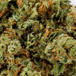 Fleur CBD Amnesia Royal Hydro 11 % | Sativa | 321CBD