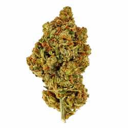 Amnesia Royal Hydro CBD Flower 11% | Sativa | 321CBD