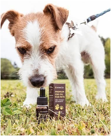 CBD für Tiere CBD für Tiere