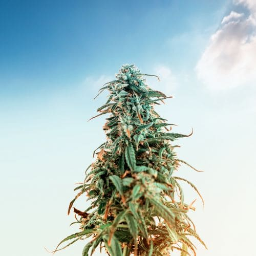 elfbar nachfüll pod läuft aus Was ist 10 OH HHC und wie wirkt es sich aus? 321CBD