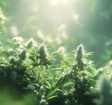 AdobeStock_1423010322 (1)