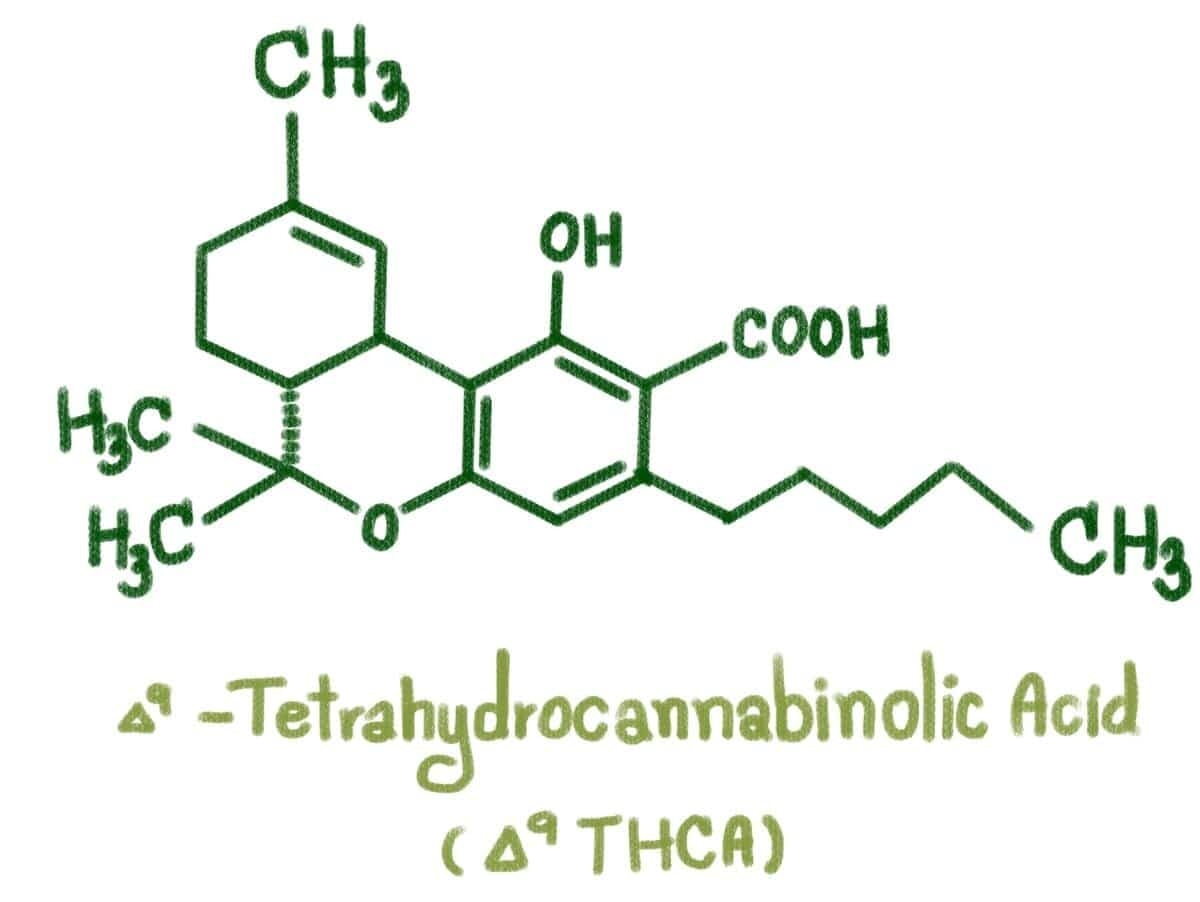 Tcha THCa: Its Function, Its Effects, Its Difference From THC | 321CBD