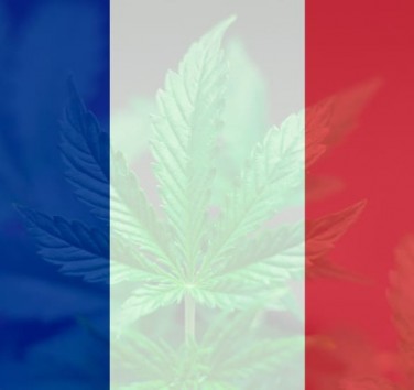 La production et commercialisation du CBD bientôt légalisée en France