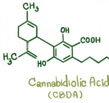 Qu'est-ce que le CBDA ?