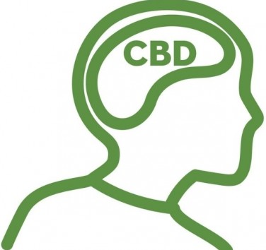 cbd-cerveau-principale