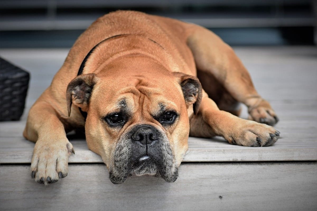 chien au repos