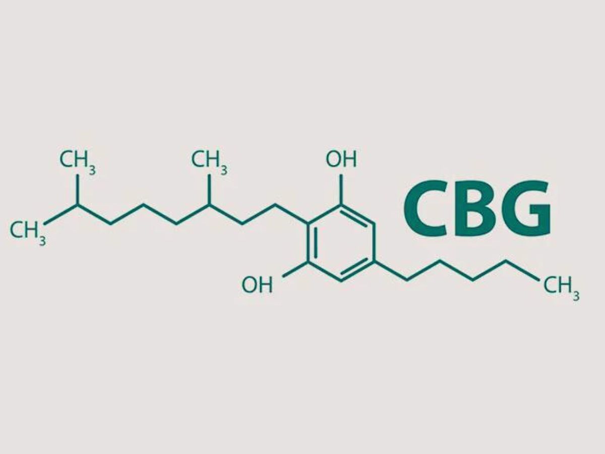 À la découverte du CBG, la substance « mère » du CBD !