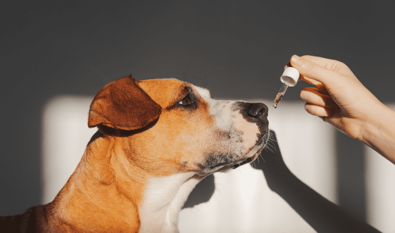 meilleur cbd pour chien