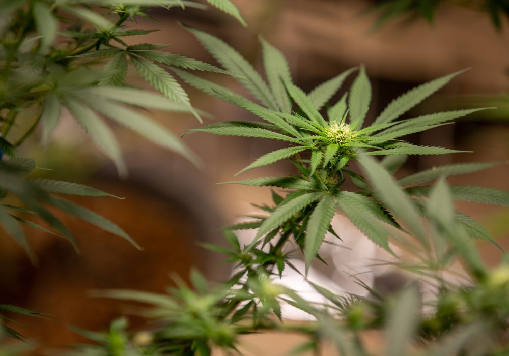 cannabis plante
