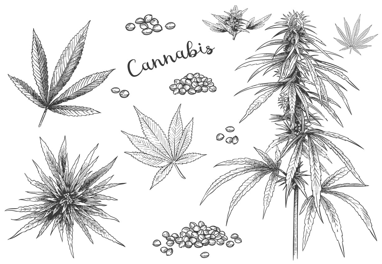 cannabis sans thc