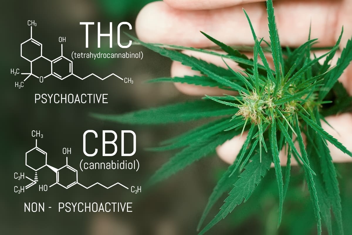 What is the difference between thc and cbd