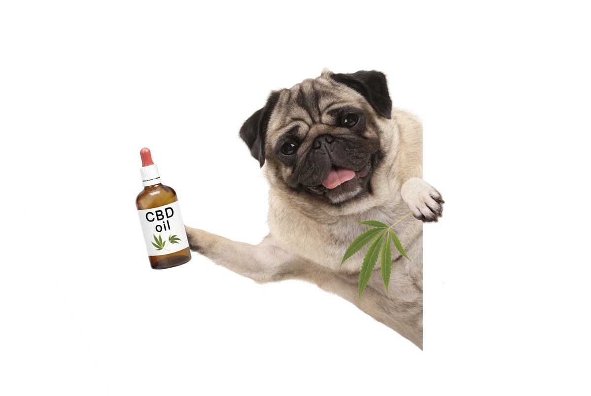 olej z cbd pour chien