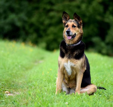 Huile CBD chien